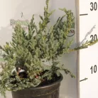 Kék kúszó boróka Juniperus squamata Blue Carpet K2 30/40