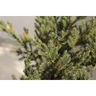 Kék kúszó boróka Juniperus squamata Blue Carpet K2 30/40