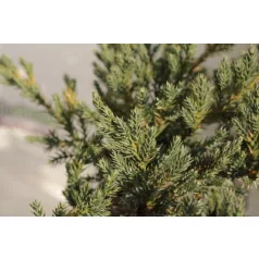 Kék kúszó boróka Juniperus squamata Blue Carpet K2 30/40
