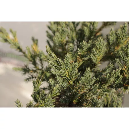 Kék kúszó boróka Juniperus squamata Blue Carpet K2 30/40