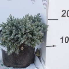   Kék törpe boróka Juniperus squamata 'Blue Star' K2 10/20