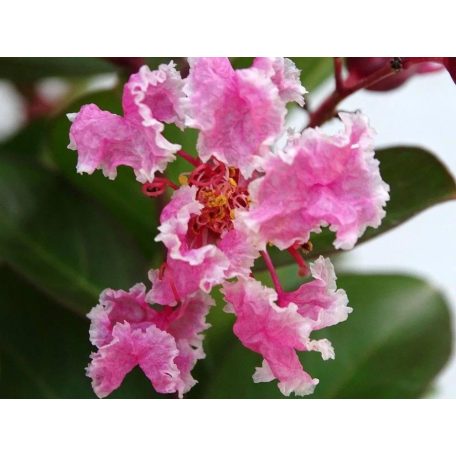 Kínai selyemmirtusz Lagerstroemia indica Berlingot Menthe  K3 30