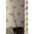 Kínai selyemmirtusz Lagerstroemia indica Berlingot Menthe K3 30