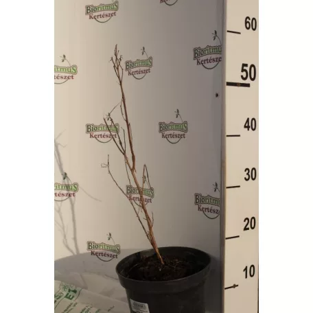 Kínai selyemmirtusz Lagerstroemia indica Berlingot Menthe K3 30