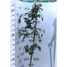 Amerikai ámbrafa Liquidambar styraciflua K5 125/150