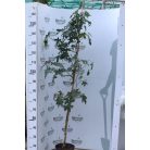 Amerikai ámbrafa Liquidambar styraciflua K5 125/150
