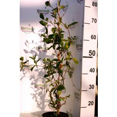   Futólonc, Örökzöld japán futólonc Lonicera japonica Halliana K2 60/80