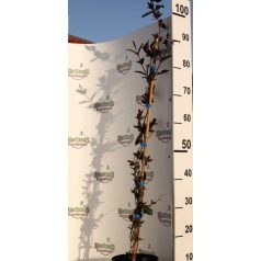   Bordó lombú japán futólonc Lonicera japonica Purpurea K2 60/80