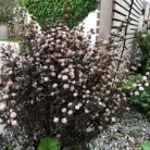 Törpe hólyagvessző Physocarpus opulifolius Little Devil K5 30/40