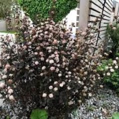   Törpe hólyagvessző Physocarpus opulifolius Little Devil K5 30/40