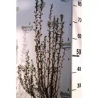 Törpe hólyagvessző Physocarpus opulifolius Little Devil K5 30/40