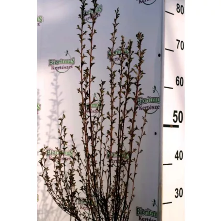 Törpe hólyagvessző Physocarpus opulifolius Little Devil K5 30/40