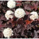 Bordó levelű hólyagvessző Physocarpus opulifolius 'Red Baron' K3 30/40cm