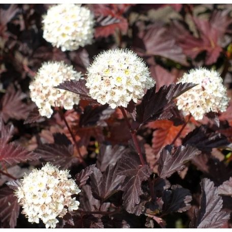 Bordó levelű hólyagvessző Physocarpus opulifolius 'Red Baron'  K3 30/40cm