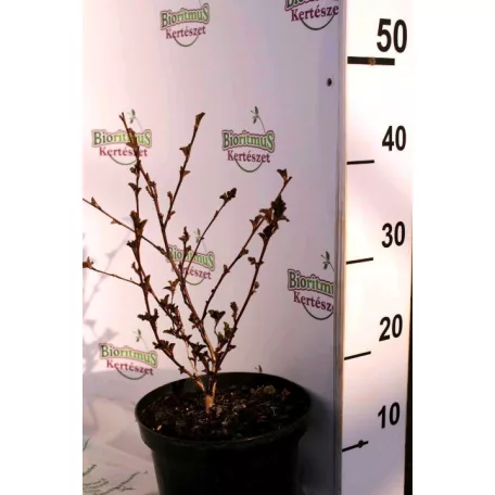 Bordó levelű hólyagvessző Physocarpus opulifolius 'Red Baron' K3 30/40cm