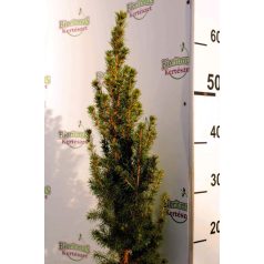 Cukorsüvegfenyő Picea glauca Conica K2 30/40