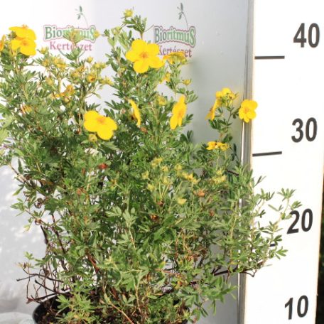 Cserjés pimpó Potentilla fruticosa 'Goldfinger' K2 20/30
