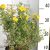 Cserjés pimpó Potentilla fruticosa 'Goldfinger' K2 20/30