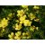 Cserjés pimpó Potentilla fruticosa 'Kobold' K2 20/30