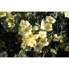  Világossárga virágú cserjés pimpó Potentilla fruticosa 'Primrose Beauty'  K2 20/30