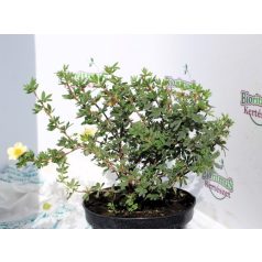   Világossárga virágú cserjés pimpó Potentilla fruticosa 'Primrose Beauty' K2 20/30