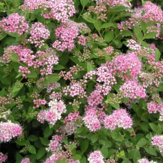   Japán gyöngyvessző rózsaszín Spiraea japonica 'Little Princess' K2 20/30