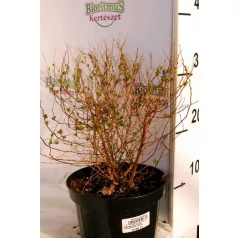   Japán gyöngyvessző rózsaszín Spiraea japonica 'Little Princess' K2 20/30