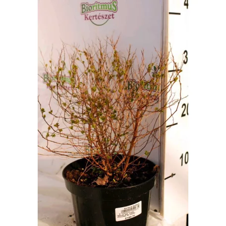 Japán gyöngyvessző rózsaszín Spiraea japonica 'Little Princess' K2 20/30
