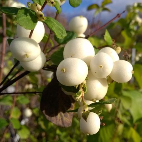 Hóbogyó Symphoricarpos x doorenbosii 'Balaton' K2 30/40
