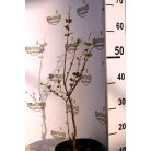 Hóbogyó Symphoricarpos x doorenbosii 'Balaton' K2 30/40