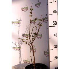   Hóbogyó Symphoricarpos x doorenbosii 'Balaton' K2 30/40