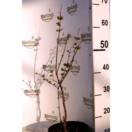 Hóbogyó Symphoricarpos x doorenbosii 'Balaton' K2 30/40
