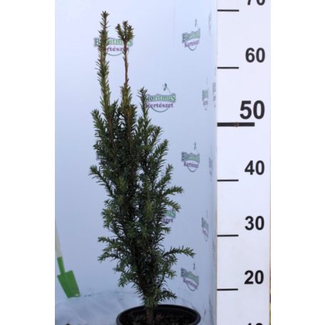 Oszlopos tiszafa (nőnemű) Taxus baccata 'Fastigiata' K2 40/60
