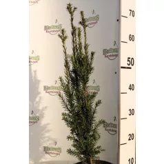   Oszlopos tiszafa (nőnemű) Taxus baccata 'Fastigiata' K2 40/60