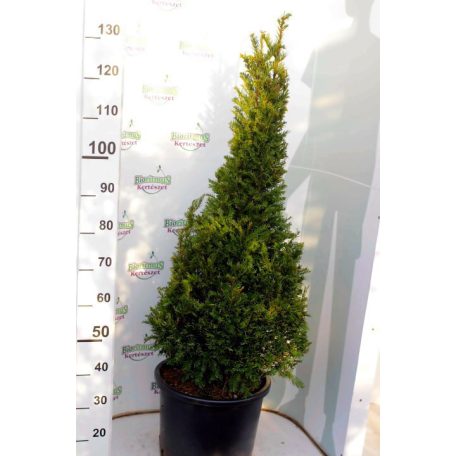 Tiszafa kúp Taxus baccata kúpra nyírt K25 100/125 cm földlabdás