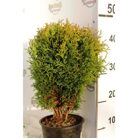 Törpe gömb tuja Thuja occidentalis Kobold  K2 20/25