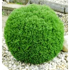Teddy törpe gömbtuja Thuja occidentalis Teddy K2 15/20
