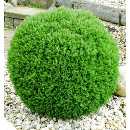 Teddy törpe gömbtuja Thuja occidentalis Teddy K2 15/20