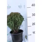 Teddy törpe gömbtuja Thuja occidentalis Teddy K2 15/20
