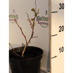 Kék áfonya Vaccinium corymbosum 'Duke' K2 20/30
