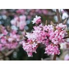 Kikeleti bangita Viburnum bodnantense 'Dawn' K2 30/40