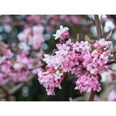   Kikeleti bangita Viburnum bodnantense 'Dawn' K2 30/40