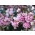 Kikeleti bangita Viburnum bodnantense 'Dawn'  K2 30/40