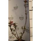 Kikeleti bangita Viburnum bodnantense 'Dawn' K2 30/40