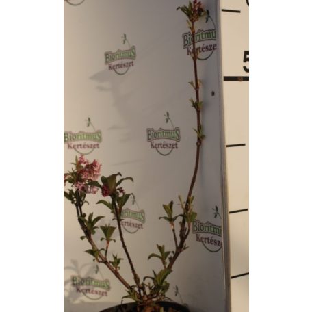 Kikeleti bangita Viburnum bodnantense 'Dawn' K2 30/40