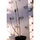 Bőrlevelű bangita Viburnum nudum Brandywine K2 20/30