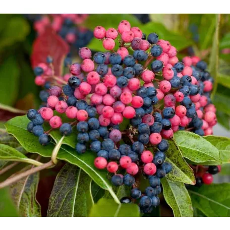 Bőrlevelű bangita Viburnum nudum Brandywine K2 20/30