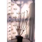 Bőrlevelű bangita Viburnum nudum Brandywine K5 40/60