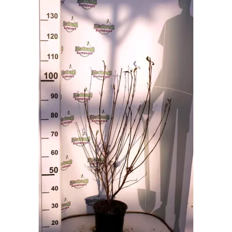 Bőrlevelű bangita Viburnum nudum Brandywine K5 40/60