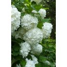 Labdarózsa Viburnum opulus 'Roseum' K2 15/20
